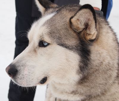 Husky-Hundeschlitten-Rennen