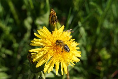 Unscheinbare Blume mit Biene ...