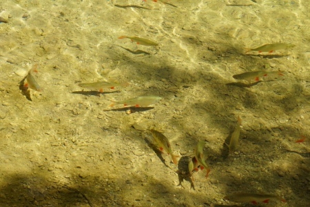 Fische im Gleinkersee