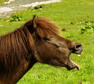 Ausgelassene Pferde beim Tappenkarsee