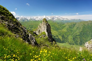 Grüne Blumenwiesen mit Ausblick zum Großglockner