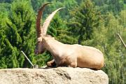 Steinbock im Wildpark Altenfelden