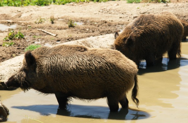 Wildschweine im Wildpark Altenfelden