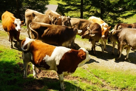 Kühe - die gefährlichsten Tier der Alpen. Auch heuer gab es bereits wieder einige Todesfälle, immer im Zusammenhang mit Hunden.