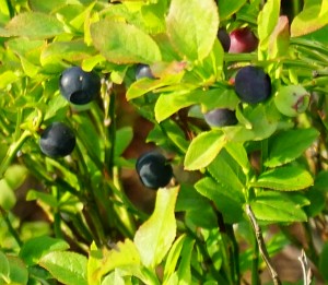 Süße Schwarzbeeren am Wegesrand