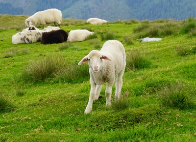 "Stumme" Schafe am Pleschnitzzinken