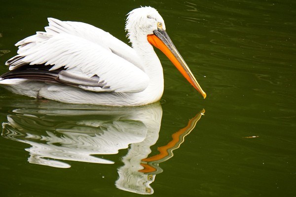 Pelikan mit Spiegelbild