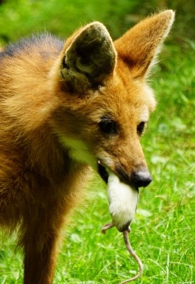 Der Mähnenwolf trägt stolz seine Beute spazieren