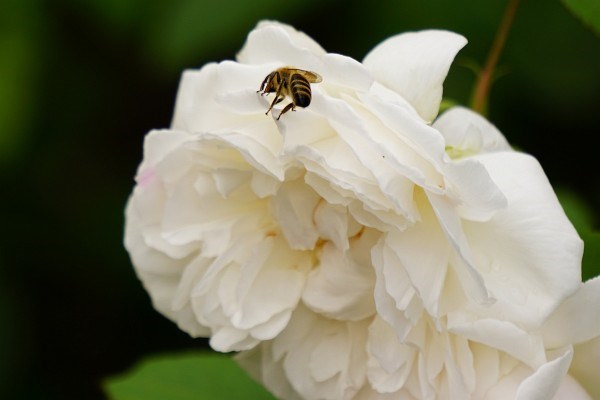 Die Geschichte von den Blumen und den Bienen