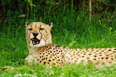 Gepard zeigt Zähne