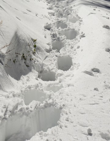 Selbst mit Schneeschuhen versinkt man tief im Schnee