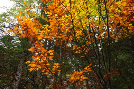 Herbstlich gefärbte Laubbäume