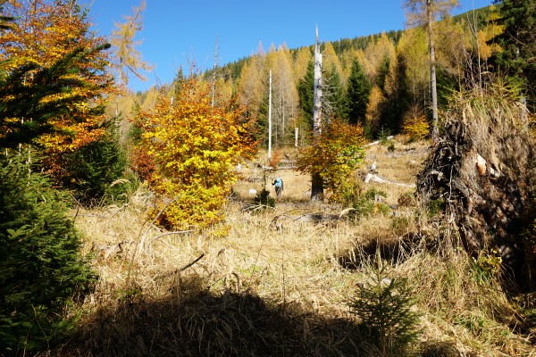Herbstliche Farbenpracht in der Nähe der Weingaralm
