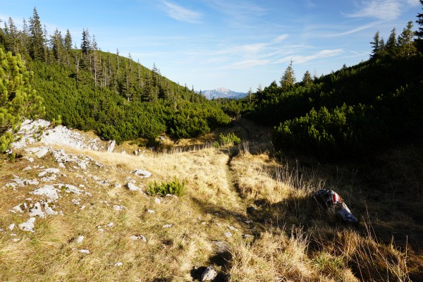 Durch Latschengassen und über Wiesen am langgezogenen Gamsstein-Plateau