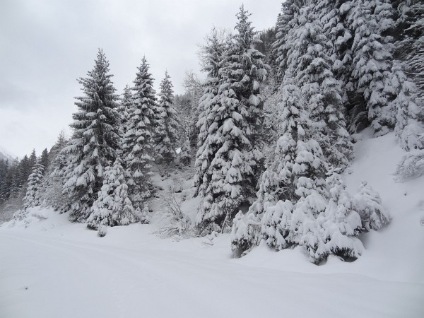 Winterwald am 05.01.2015 - Später setzte Schneefall ein