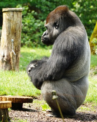 Gorilla-Silberrücken - eine der Hauptattraktionen im Zoo Schmiding