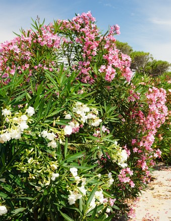 Prächtig blühender Oleander in verschiedenen Farben