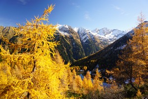 Goldgelbe Lärchen