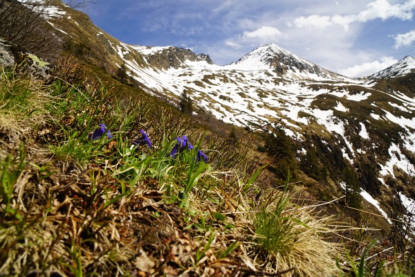 Zurück am alpenblumengesäumten Wanderweg mit Blick zum Hochstubofen