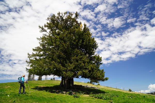 Knapp vor dem Windkogel hängt ein Gleitschirm in einem Baum