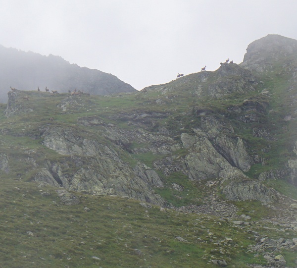 Gamsrudel