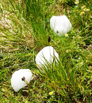 Die letzten Schneefälle liegen noch nicht lange zurück (schließlich haben wir Hochsommer)