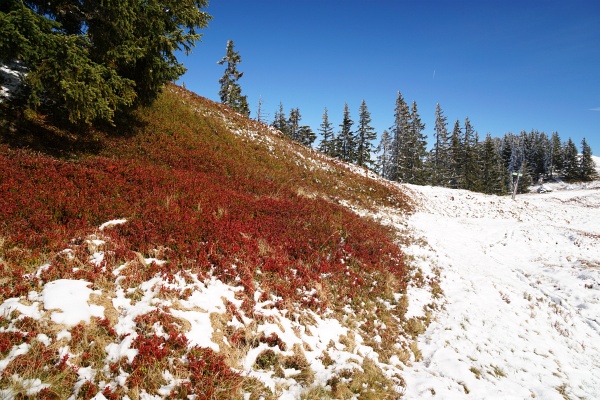 Am Übergang vom Herbst zum Winter