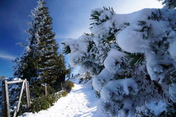 Wintergruß