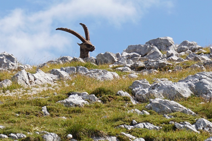 Aber dann war es soweit: Die erste größere Steinbock-Gruppe am Wegesrand - bewacht von einigen kapitalen Böcken
