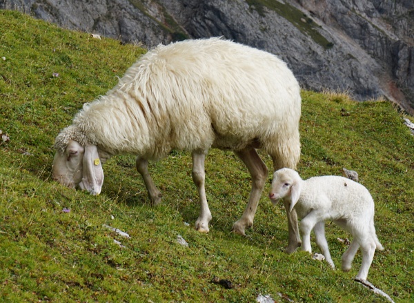 Das Kleine ist neugierig und kommt immer wieder zu uns gelaufen. Aber wenn die Mama ruft, rennt es sofort wieder zurück zu ihr.