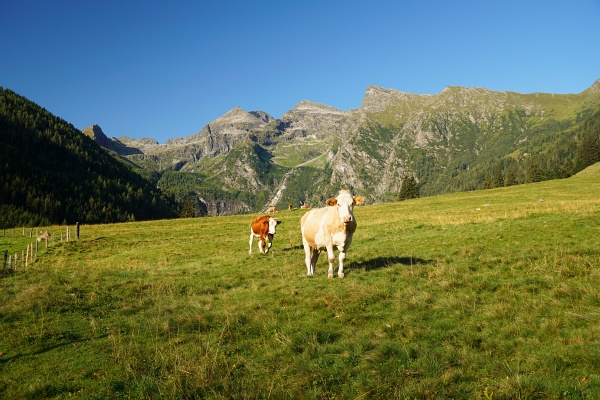 Gipfelparade über der Sattentalalm: Ganz links der Stierkarkopf. Rechts davon das Goldlacken-Plateau mit der Trattenscharte. Es folgt der Südostgrat auf die Hochwildstelle, vor der die Umlaufer-Pyramide liegt. Rechts folgen Säuleck und Gamskarspitz. Im Vordergrund Schecka und Alma.