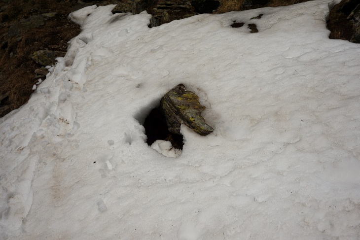 Beim Hinweg hat dieser Stein nur wenige Zentimeter aus dem Schnee gelugt. Instinktiv bin ich bei der Querung auf ihn gestiegen. Wenige cm weiter links wäre ich in ein Schneeloch geplumpst, welches jetzt beim Rückweg bereits ausgeapert ist.