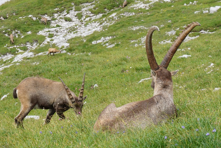 Steinböcke teilen sich die Wiesenflächen mit Gämsen, die allerdings dem Wanderweg etwas ferner bleiben.