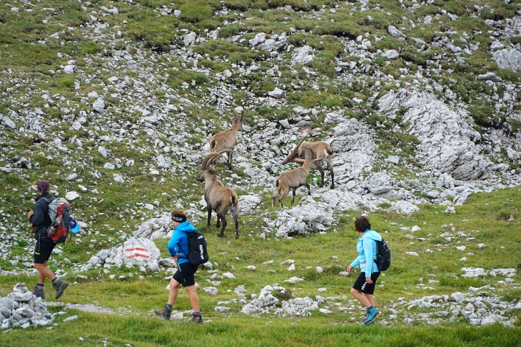 Auch heute sind die Steinböcke wieder alles andere als scheu. Direkt neben dem Wanderweg lassen sich sich von den vorbeihuschenden oder verweilenden Wanderern nicht aus der Ruhe bringen.