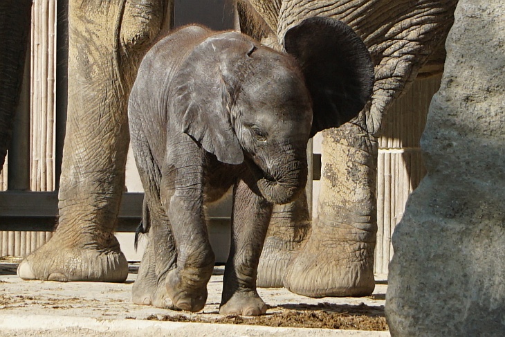 Ein kleines, noch nicht einmal 2 Monate altes Elefantenmädchen war die Hauptmotivation für unseren heutigen Tiergarten-Besuch in Wien
