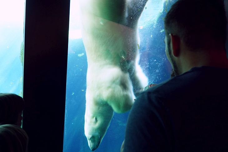 Der massige Eisbär wirkte bei seinem Tauchgang sehr elegant - er ließ sich aber im weiteren Tagesverlauf nicht mehr blicken.