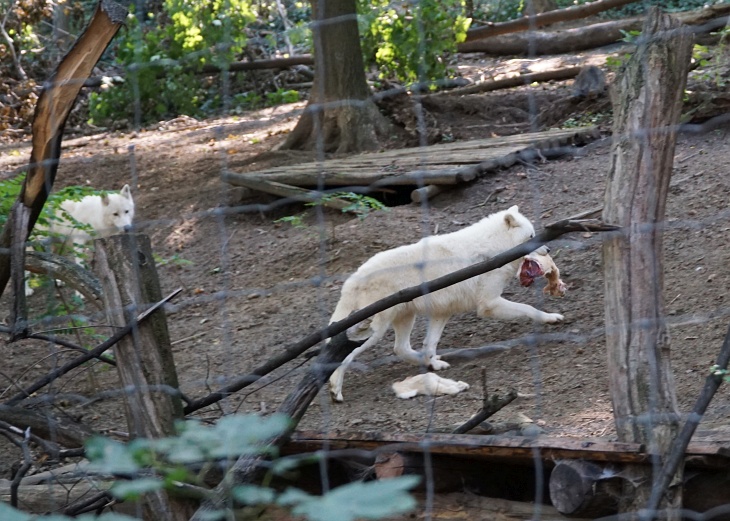 Von der Wolfsfütterung hätte ich mir mehr erwartet, nach dem eindrucksvollen Geheul mit dem sie uns heute im Tiergarten Schönbrunn begrüßt hatten.