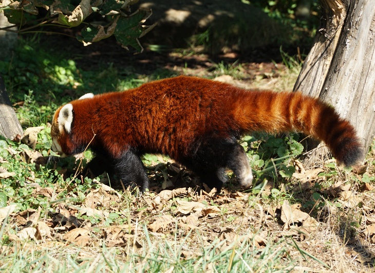 Ein schöner Rücken kann auch entzücken, aber noch lieber hätte ich die schöne Gesichtszeichnung des Roten Pandas gesehen.