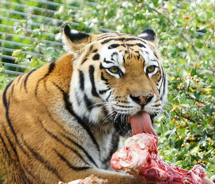 ... präsentiert sich die Sibirische Tigerin in voller Schönheit.