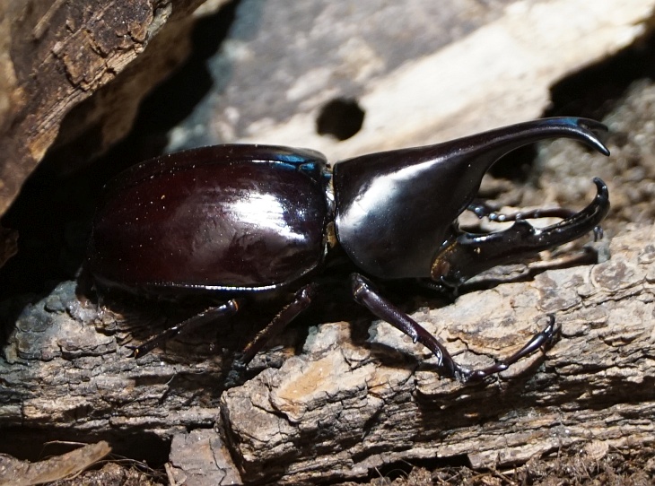 Den Nashornkäfer, der hier stellvertretend für alle nicht erwähnten kleineren Tiere stehen möge, haben wir im Regenwaldhaus entdeckt (oder war das woanders?)