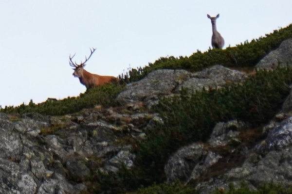 Noch ein Hirsch mit Tier