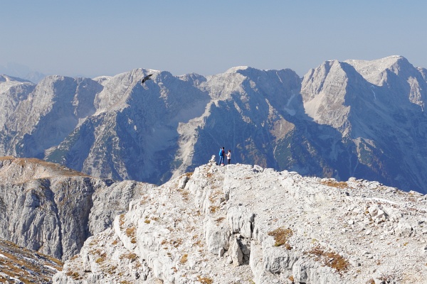 Riesentrubel am Warscheneck. Manche enftliehen auf einen der Nachbargipfel.