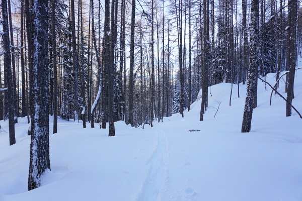 Tolle Pulververhältnisse gab es nur im Wald. Weiter oben im Wind wurde es aber wieder unwirtlich und ich kehrte vorzeitig um.