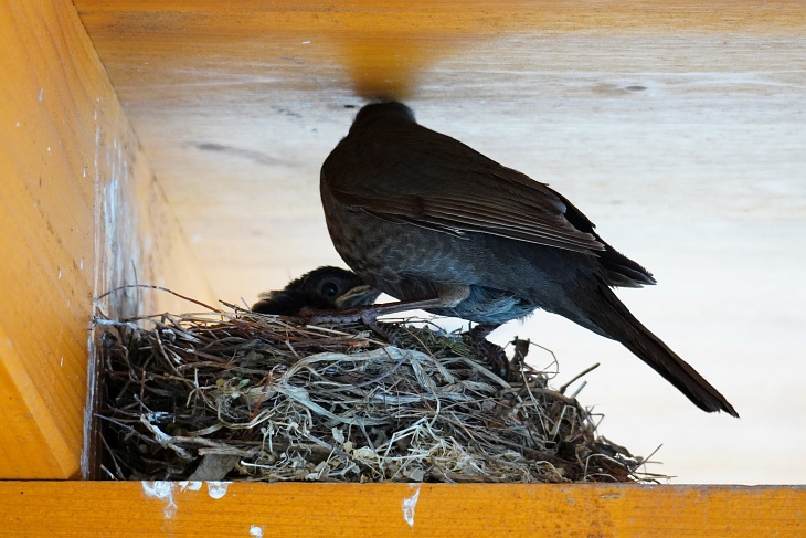 Am 02.06.2020 zu Mittag wirkt Eilin etwas verdutzt, weil sie nur mehr ein einziges Küken im Nest vorfindet. Und auch die kleine Ylvie wird wenig später nur mehr außerhalb des Nests stehen, die Terrasse an diesem Tag aber noch nicht verlassen.