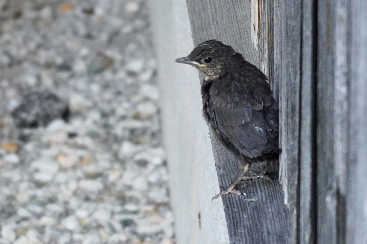 Eventuell ist aber auch sie der Ästling, der sich später in der Garage zeigt (wie gestern Calimero - oder ist er zurückgekehrt?).