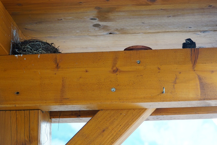 Und dann verlässt am 02.06.2020 um 16:00 Uhr auch noch unser kleines Neshäkchen Ylvie das Nest und ruft mitleidserregend nach ihrer Mama. Sie geht dann den ganzen Tag nicht mehr ins Nest und beruhigt sich auch wieder, nachdem ihre Mutter einige Male mit Würmern gekommen ist. Bis zum Einbruch der Nacht steht sie auf dem Balken außerhalb des Nests und kackt uns darunter alles voll. Quasi ein Auszug mit Sicherheitsnetz - wir sind aber froh, dass sie noch eine Nacht zum Kräftesammeln in sicherer Umgebung bleibt.