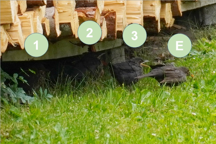 Amsel-Küken