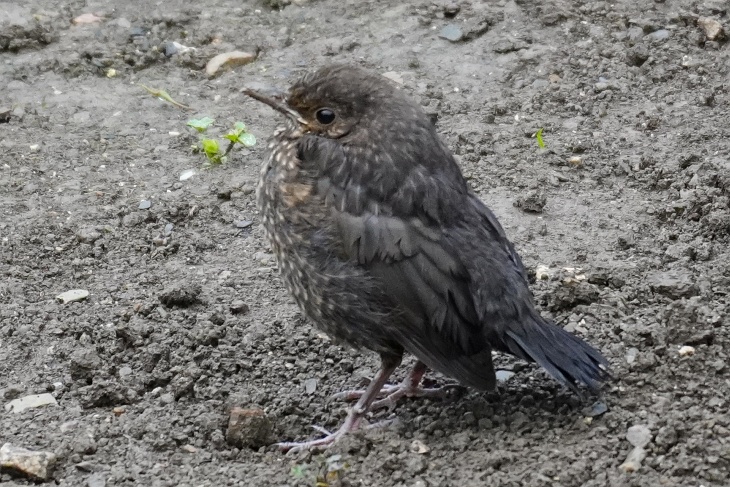 Amsel-Küken