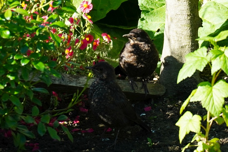 Amsel-Küken