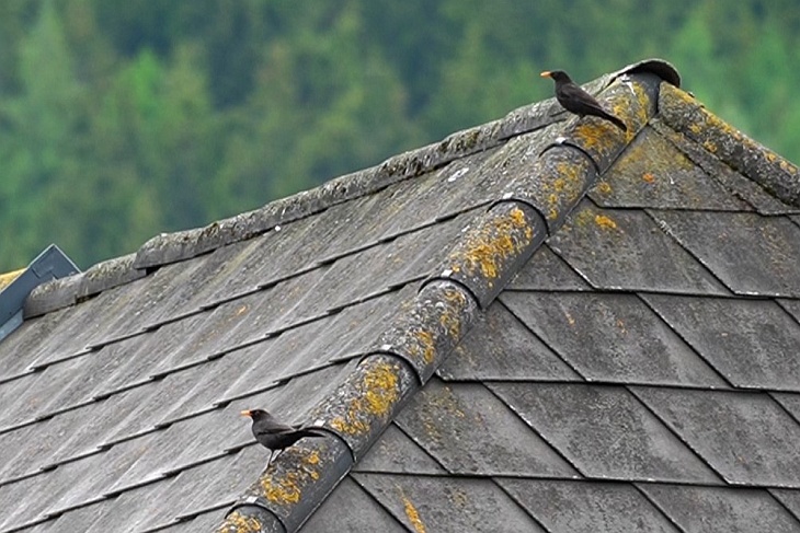 2 Amsel-Männchen auf einem Stalldach